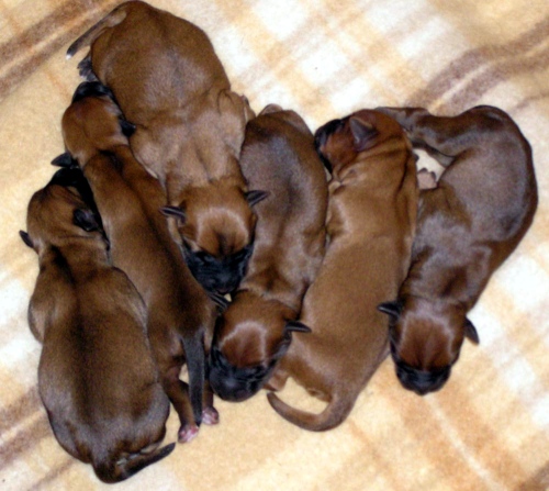 Aimee's puppies.