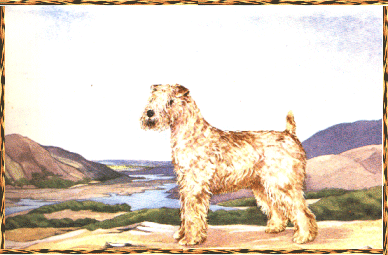 Irish Wheaten - from the olden days!