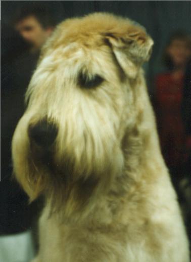 ATYPICAL AMERICAN WHEATEN